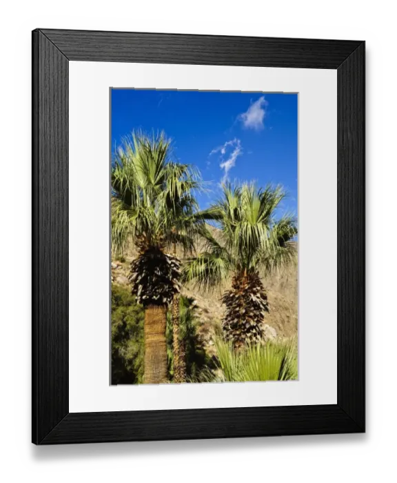Framed Print : California, Palm Springs. Desert palms Framed Print : California, Palm Springs. Desert palms