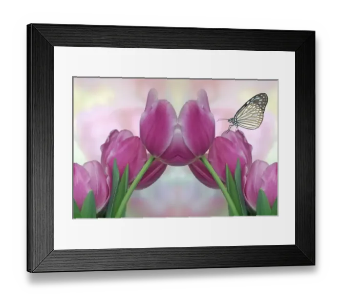 Framed Print : North America, USA, Florida, Orlando, digital composite of pastel pink tulips Framed Print : North America, USA, Florida, Orlando, digital composite of pastel pink tulips
