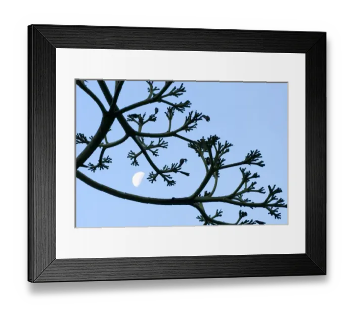 Framed Print : Moon framed by century plant, Big Sur, California Framed Print : Moon framed by century plant, Big Sur, California