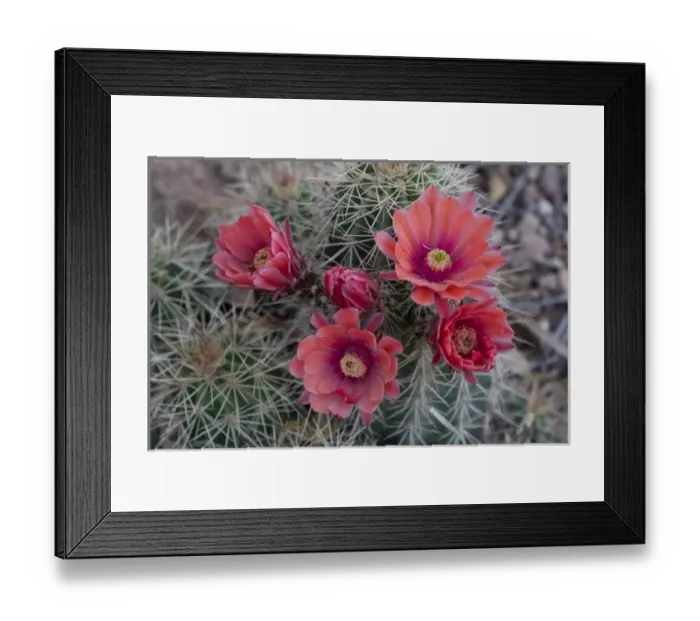 Framed Print : Engelmanns Hedgehog Flower, Echinorcereus engelmannii, Sonoran Desert, Desert Botanical Garden Framed Print : Engelmanns Hedgehog Flower, Echinorcereus engelmannii, Sonoran Desert, Desert Botanical Garden