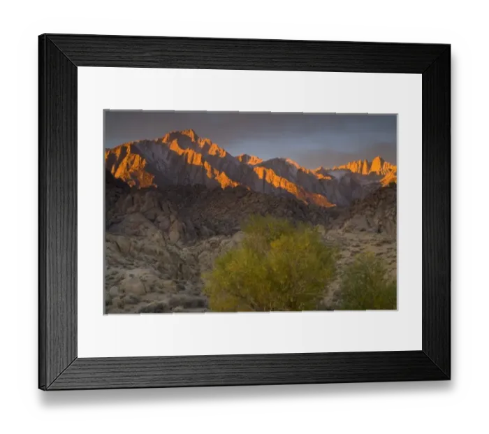 Framed Print : Fall Color on Cottonwoods with backdrop of the Eastern Sierra Mountains = Alabama Framed Print : Fall Color on Cottonwoods with backdrop of the Eastern Sierra Mountains = Alabama