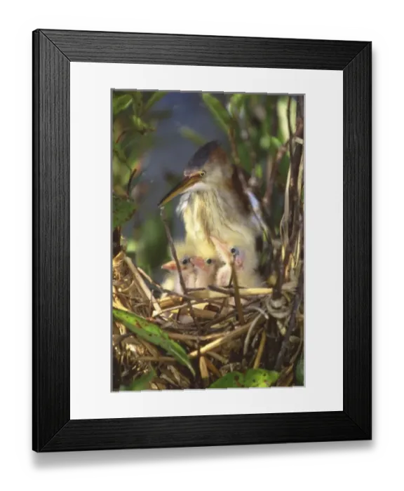Framed Print : USA, North America, Florida Framed Print : USA, North America, Florida