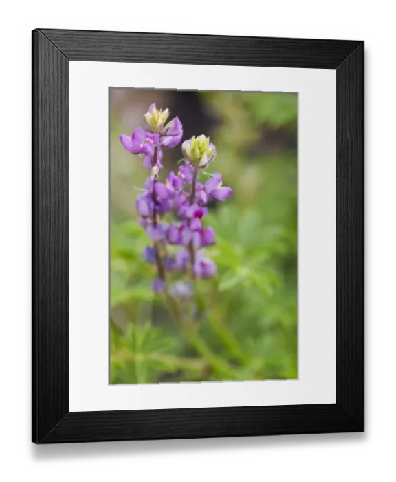 Framed Print : USA, North America, California Framed Print : USA, North America, California