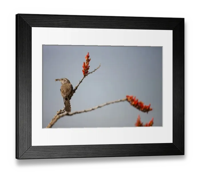 Framed Print : Cactus Wren, Campylorhynchus brunneicapillus, in Madera Canyon, Arizona, USA