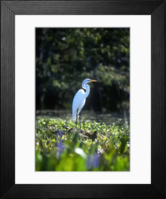 Framed Print : USA, North America, Florida