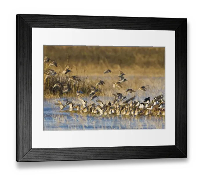Framed Print : USA, North America, California