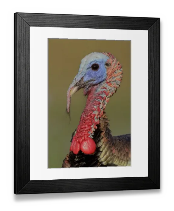 Framed Print : USA, Florida, Indian Lake Estates. Side portrait of wild male turkey head Framed Print : USA, Florida, Indian Lake Estates. Side portrait of wild male turkey head