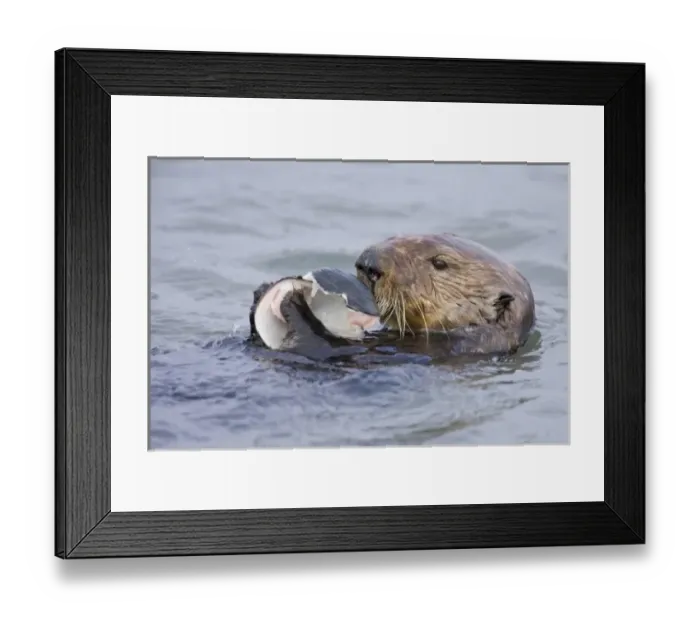 Framed Print : North America, USA, California, Elkhorn Slough. Sea Otter eating clam