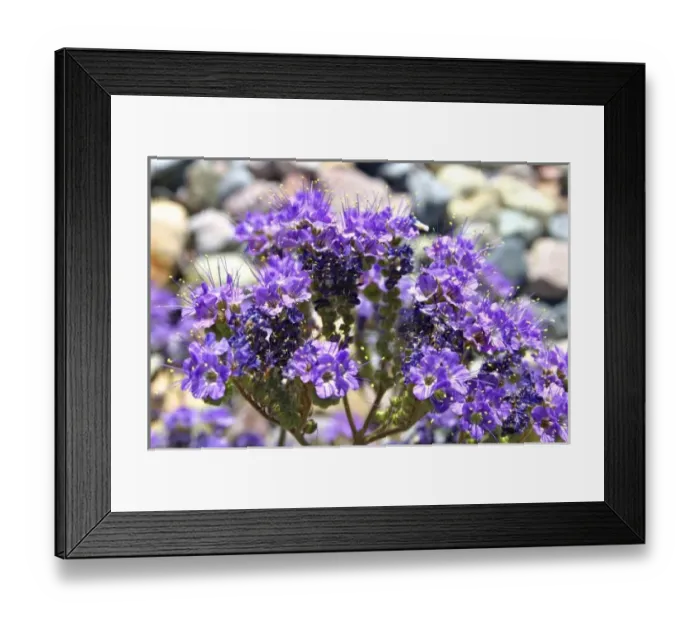 Framed Print : Notch leafed Phacelia wildflowers Death Valley National Park California Framed Print : Notch leafed Phacelia wildflowers Death Valley National Park California
