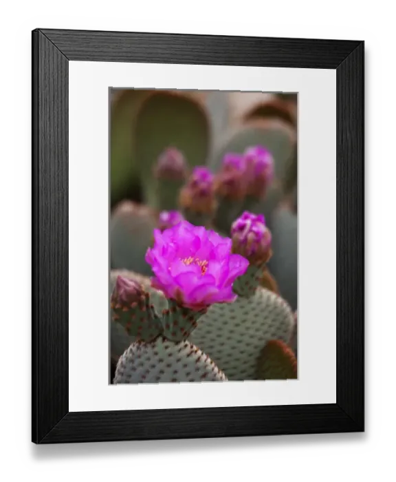 Framed Print : CA, Joshua Tree NP, flowering Beavertail cactus Framed Print : CA, Joshua Tree NP, flowering Beavertail cactus