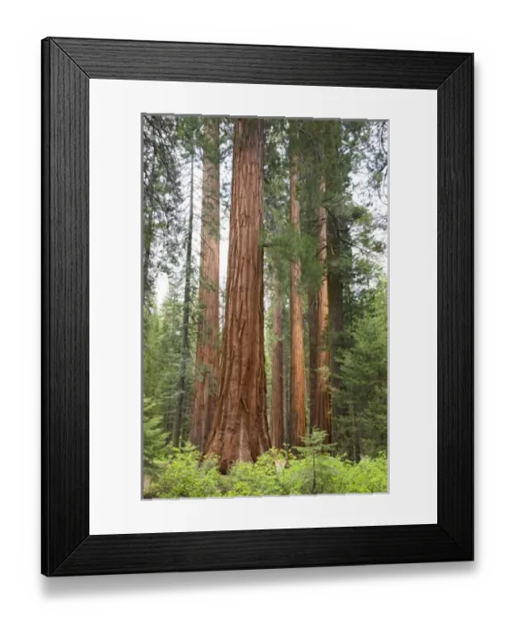 Framed Print : CA, Yosemite NP, Sequoia trees at Mariposa Grove Framed Print : CA, Yosemite NP, Sequoia trees at Mariposa Grove