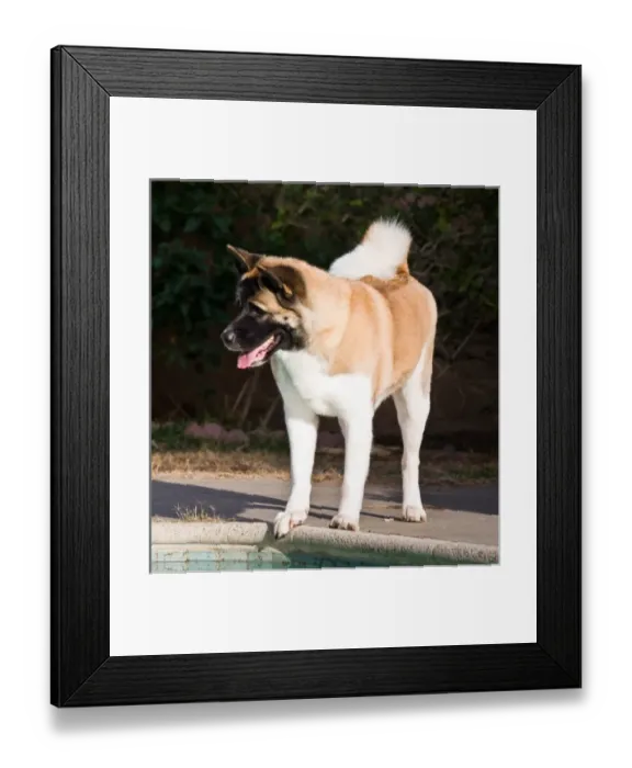 Framed Print : USA, North America, California
