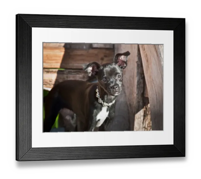 Framed Print : A Chihuahua standing on an old wooden bench Framed Print : A Chihuahua standing on an old wooden bench