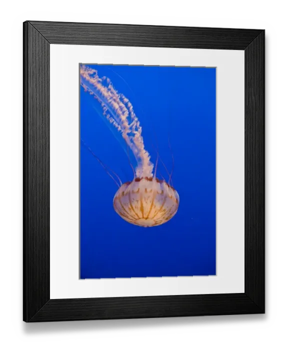 Framed Print : Sea Nettle (Chrysaora sp. ) on display at the Monterey Bay Aquarium Framed Print : Sea Nettle (Chrysaora sp. ) on display at the Monterey Bay Aquarium