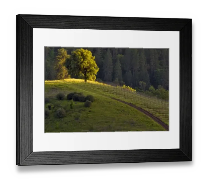 Framed Print : USA, North America, California