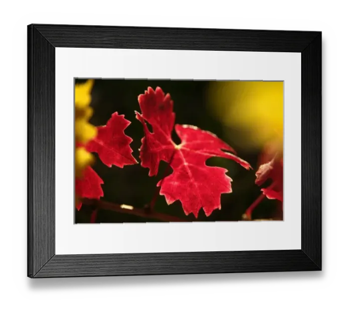 Framed Print : Bright reds and yellows leaves of Cabernet Sauvignon vines in a Napa Valley vineyard near Oakville Framed Print : Bright reds and yellows leaves of Cabernet Sauvignon vines in a Napa Valley vineyard near Oakville