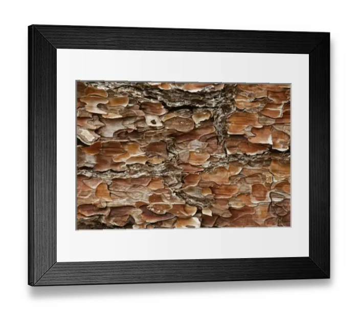 Framed Print : Pine Bark pattern, California Framed Print : Pine Bark pattern, California