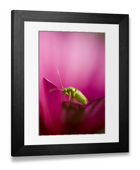 Framed Print : Insect on garden flower, California Framed Print : Insect on garden flower, California