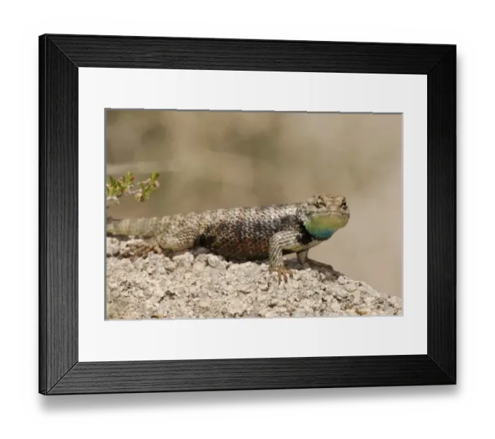 Framed Print : USA, North America, California Framed Print : USA, North America, California