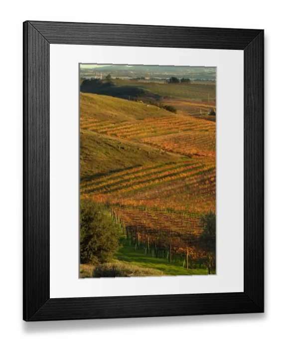 Framed Print : Vineyard view from Artesa Winery in Los Carneros AVA of Napa Valley, California with Vallejo Framed Print : Vineyard view from Artesa Winery in Los Carneros AVA of Napa Valley, California with Vallejo