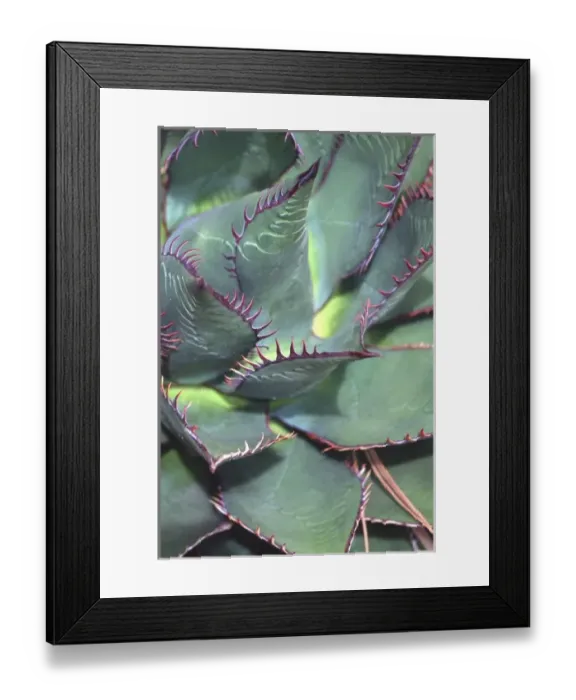 Framed Print : Cactus, San Diego Zoo, San Diego, California, US Framed Print : Cactus, San Diego Zoo, San Diego, California, US
