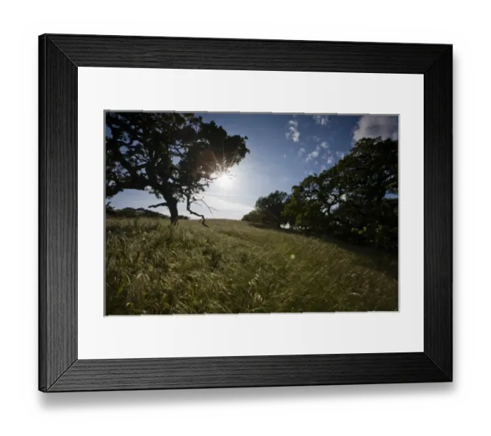 Framed Print : Sun shines through a California oak and over a grassy hillside on a sunny afternoon