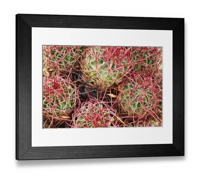 Framed Print : Palm Springs, California. Cacti Framed Print : Palm Springs, California. Cacti