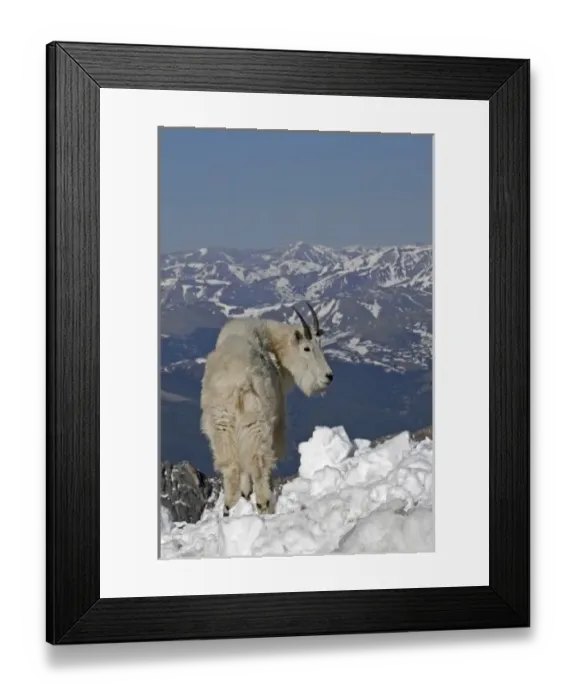 Framed Print : USA, Colorado, Mount Evans. Mountain goat and Rocky Mountains Framed Print : USA, Colorado, Mount Evans. Mountain goat and Rocky Mountains