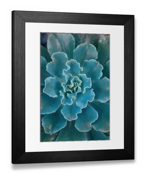 Framed Print : San Francisco Californias Golden Gate Park and the Conservatory of Flowers tropical Framed Print : San Francisco Californias Golden Gate Park and the Conservatory of Flowers tropical