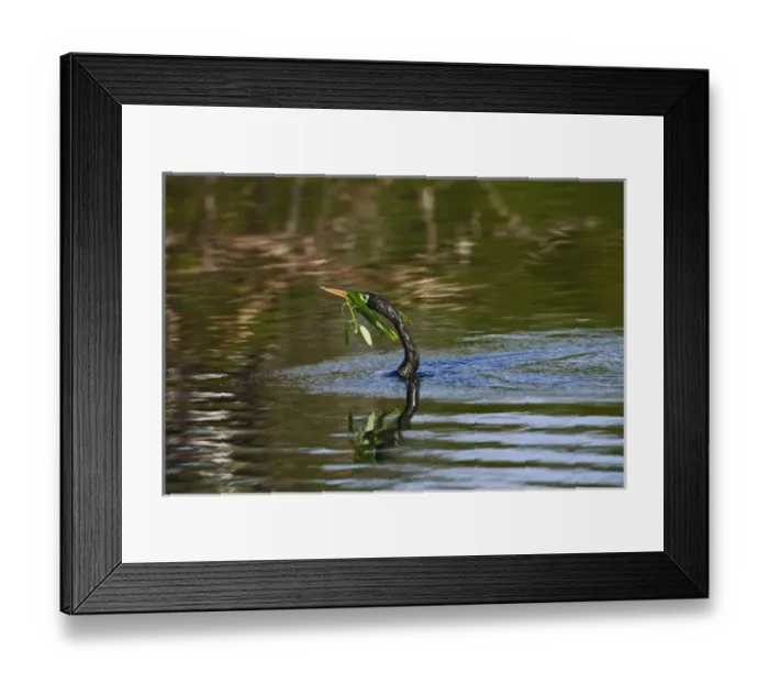 Framed Print : Male Anhinga in breeding plumage swimming with nesting material, Venice, Florida Framed Print : Male Anhinga in breeding plumage swimming with nesting material, Venice, Florida