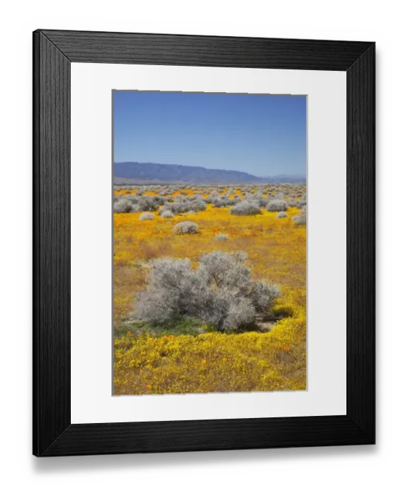 Framed Print : USA, North America, California Framed Print : USA, North America, California