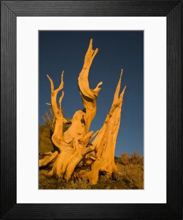 Framed Print : USA, North America, California Framed Print : USA, North America, California