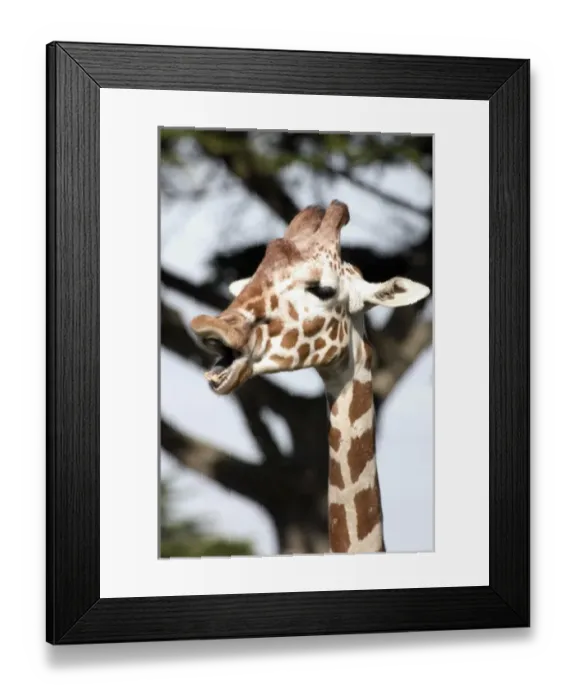 Framed Print : Funny faced reticulated giraffe, San Francisco Zoo Framed Print : Funny faced reticulated giraffe, San Francisco Zoo
