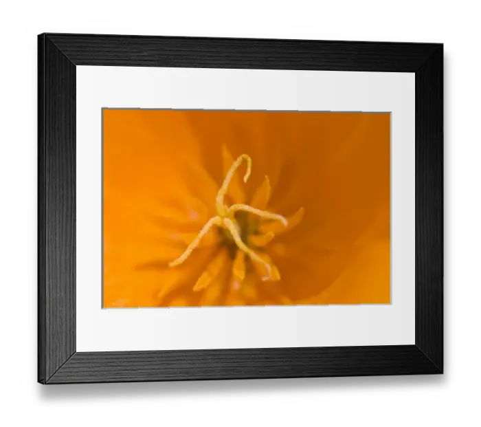 Framed Print : California poppy, Eschscholzia californica californica, San Simeon State Park, California Framed Print : California poppy, Eschscholzia californica californica, San Simeon State Park, California