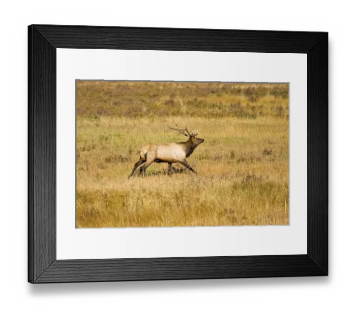 Framed Print : USA, North America, Colorado