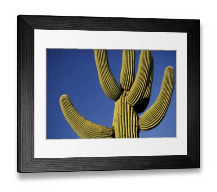 Framed Print : North America, USA, Arizona, Sonoran Desert National Park. Saguaro Cactus (Carnegia