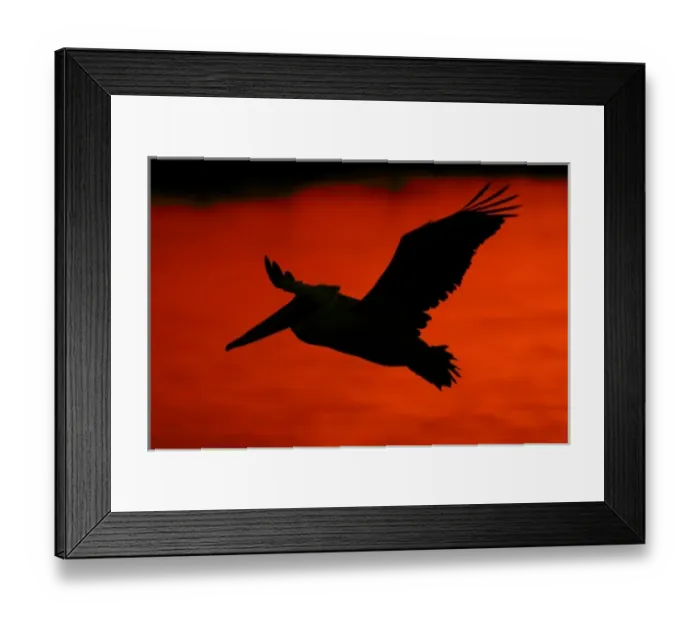 Framed Print : USA, California, Bolsa Chica Lagoon. Silhouette of flying brown pelican against red Framed Print : USA, California, Bolsa Chica Lagoon. Silhouette of flying brown pelican against red