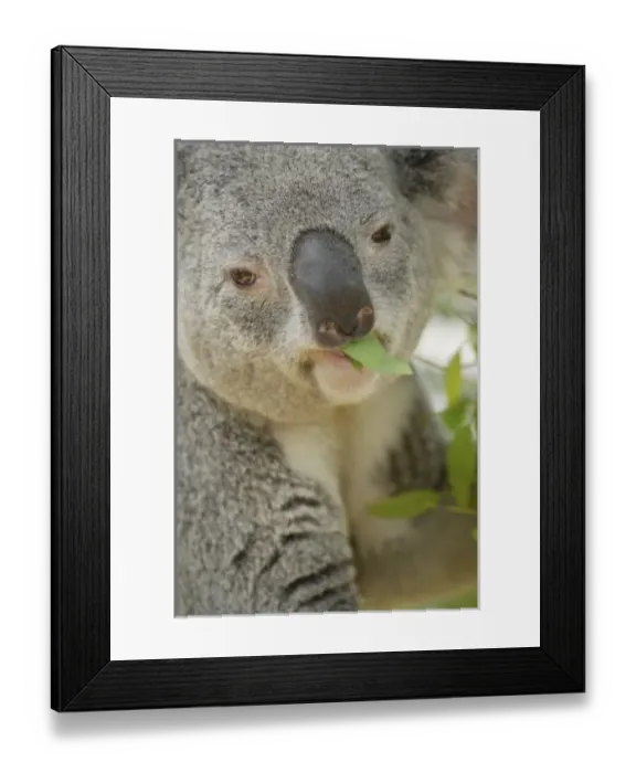 Framed Print : USA, North America, California