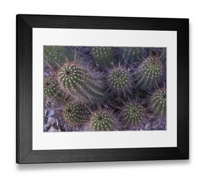 Framed Print : North America, USA, Arizona, Sonora Desert Museum. Cactus detail
