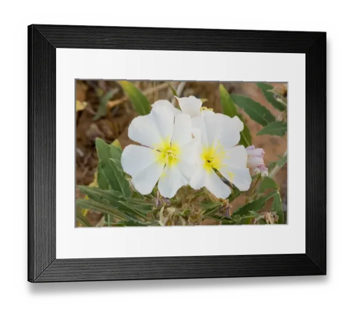 Framed Print : Dwarf Evening Primrose, Oenothera caespitosa, Mohave Desert near Littlefield Arizona Framed Print : Dwarf Evening Primrose, Oenothera caespitosa, Mohave Desert near Littlefield Arizona