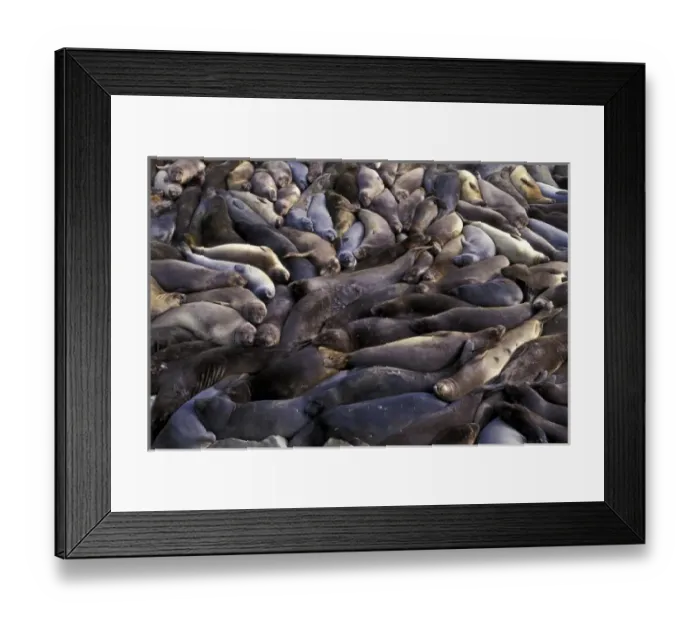 Framed Print : North America, USA, California, Big Sur Coast. Northern Elephant Seals (Mirounga