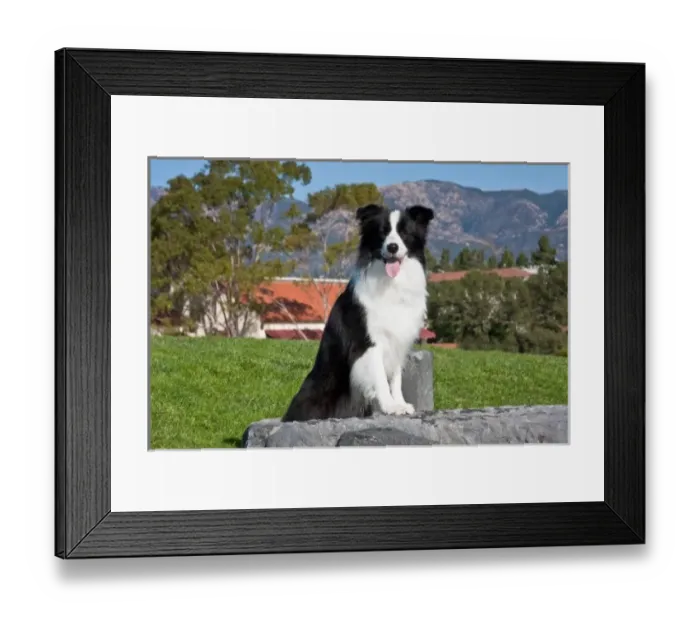 Framed Print : A Border Collie sitting on a gray stone slab in a park with the Santa Ynez Mountains Framed Print : A Border Collie sitting on a gray stone slab in a park with the Santa Ynez Mountains