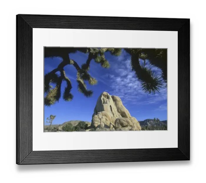 Framed Print : Joshua trees, (Yucca brevifolia), and granite outcropping, Joshua Tree National Park