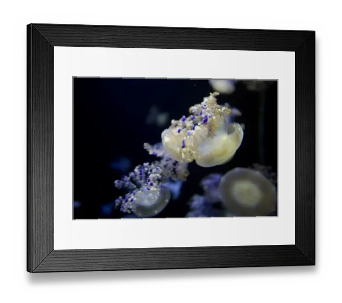 Framed Print : Mediterranean Jelly Fish (Cotylorhiza tuberculata) at the Monterey Bay Aquarium - Monterey Framed Print : Mediterranean Jelly Fish (Cotylorhiza tuberculata) at the Monterey Bay Aquarium - Monterey