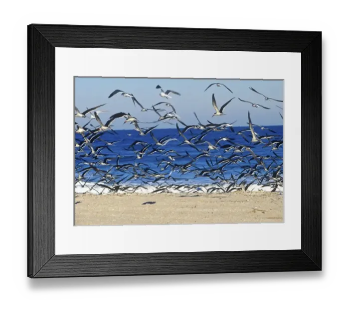 Framed Print : Sea Gulls on American Beach, Jacksonville, FL Framed Print : Sea Gulls on American Beach, Jacksonville, FL