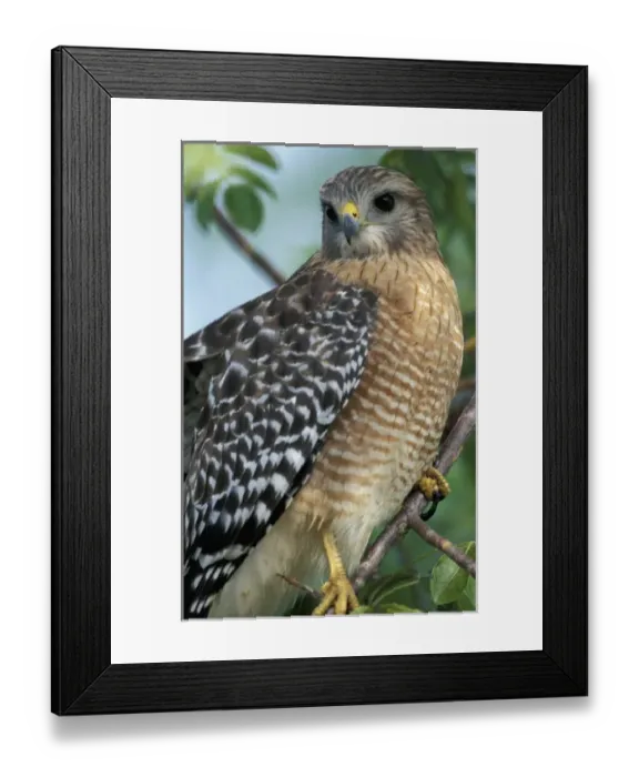 Framed Print : USA, North America, Florida Framed Print : USA, North America, Florida