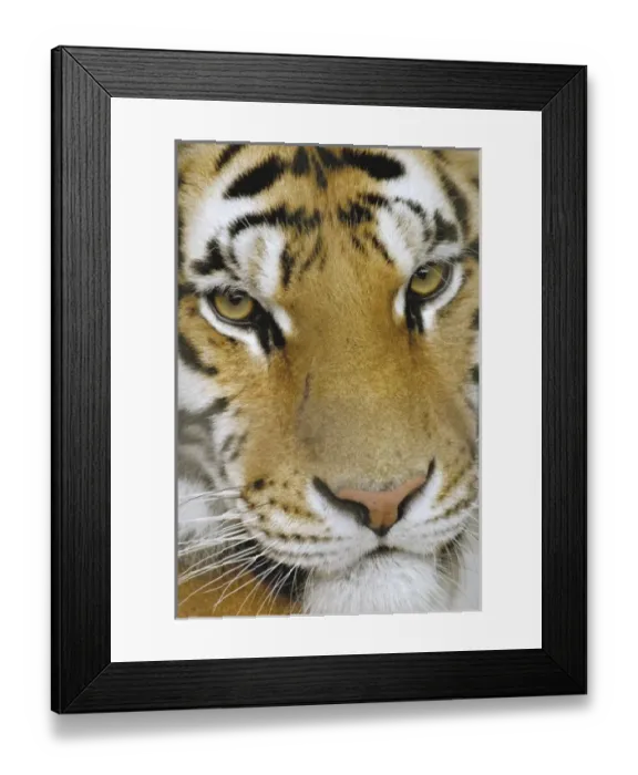 Framed Print : USA, North America, California