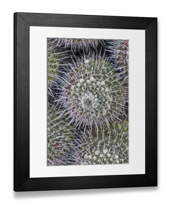 Framed Print : Mammillaria carnea, From Central Mexico, Desert Botanical Garden, Phoenix, Arizona, USA Framed Print : Mammillaria carnea, From Central Mexico, Desert Botanical Garden, Phoenix, Arizona, USA