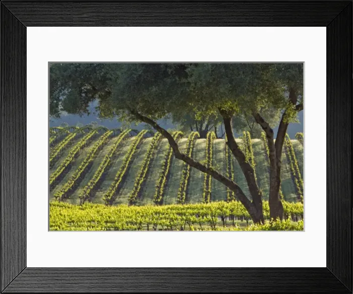 Framed Print : Light makes the vines glow in vineyard of Gold Hill Vineyard & Brewery above American River Canyon