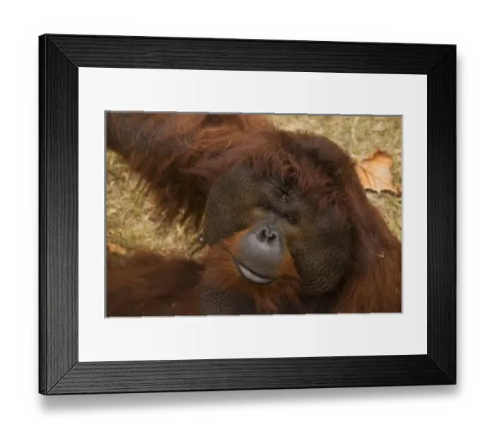 Framed Print : USA, North America, Florida